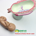 Продать 12450 классические беременность 8-модель набор серии, Анатомия женских моделей беременность 